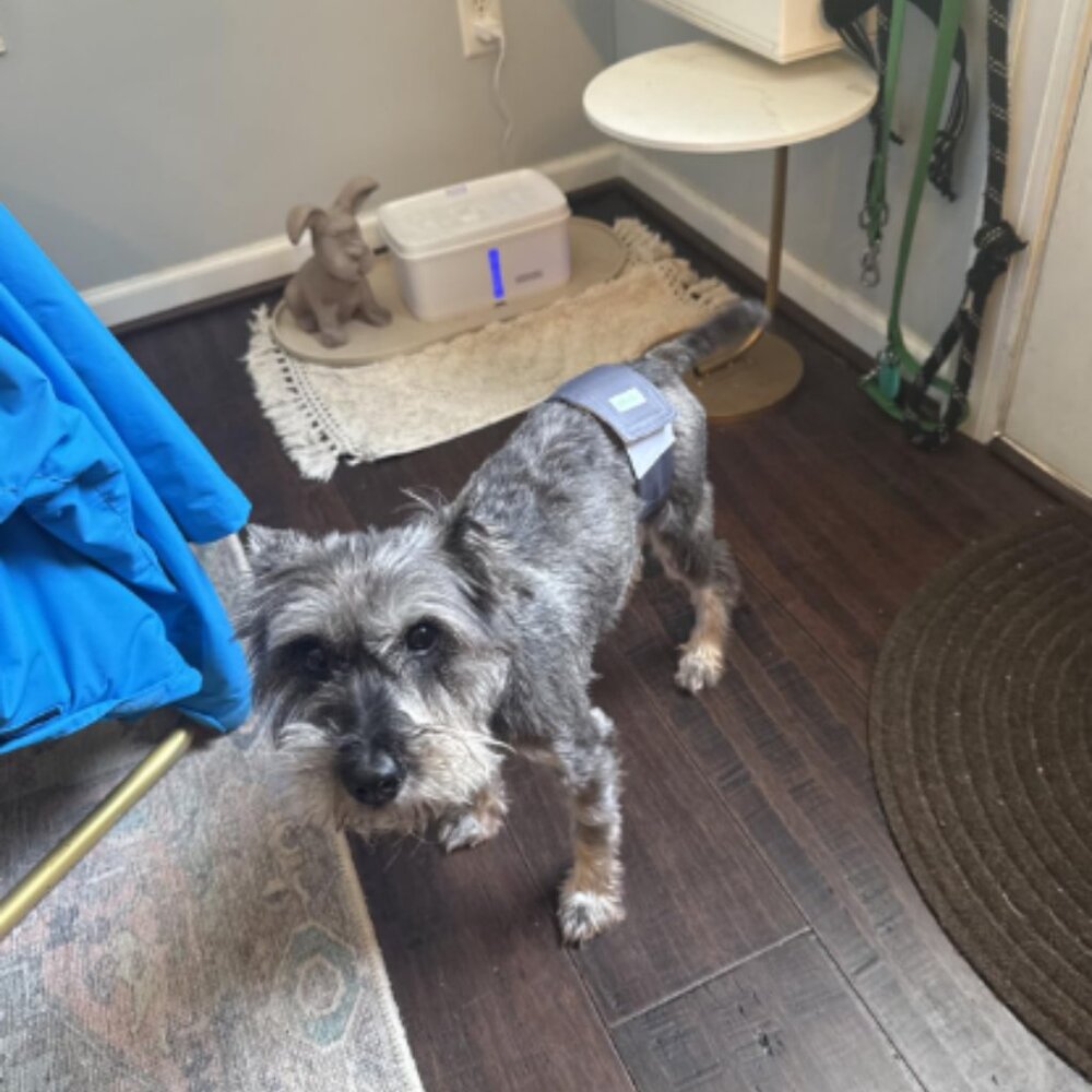 wegreeco Washable Dog Diapers - Washable Male Dog Belly Wrap -4 Pack Gray